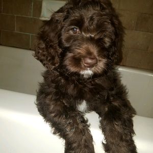 Meet your Posher, April